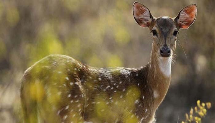 Seven rare deer dead at Bahwalpur Zoo