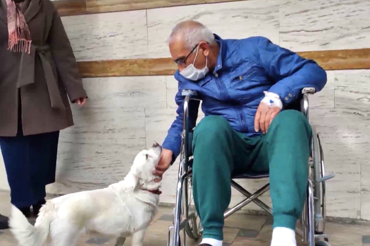 Loyal dog waits outside hospital for days while owner recovered