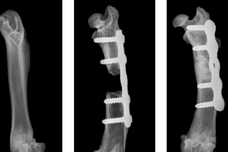 New method uses synthetic bone to heal skeletal injuries