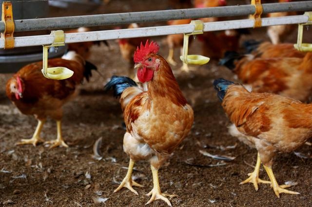 Reeling-from-coronavirus-Asia-poultry-farmers-battle-bird-flu-outbreak-rapid-news-rapidnews-dailyrapidnews