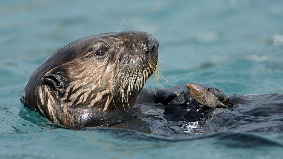 rapid-news-rapid-news-Rise-in-algal-blooms-puts-southern-sea-otters-at-increased-risk-of-fatal-heart-disease-dailyrapidnews