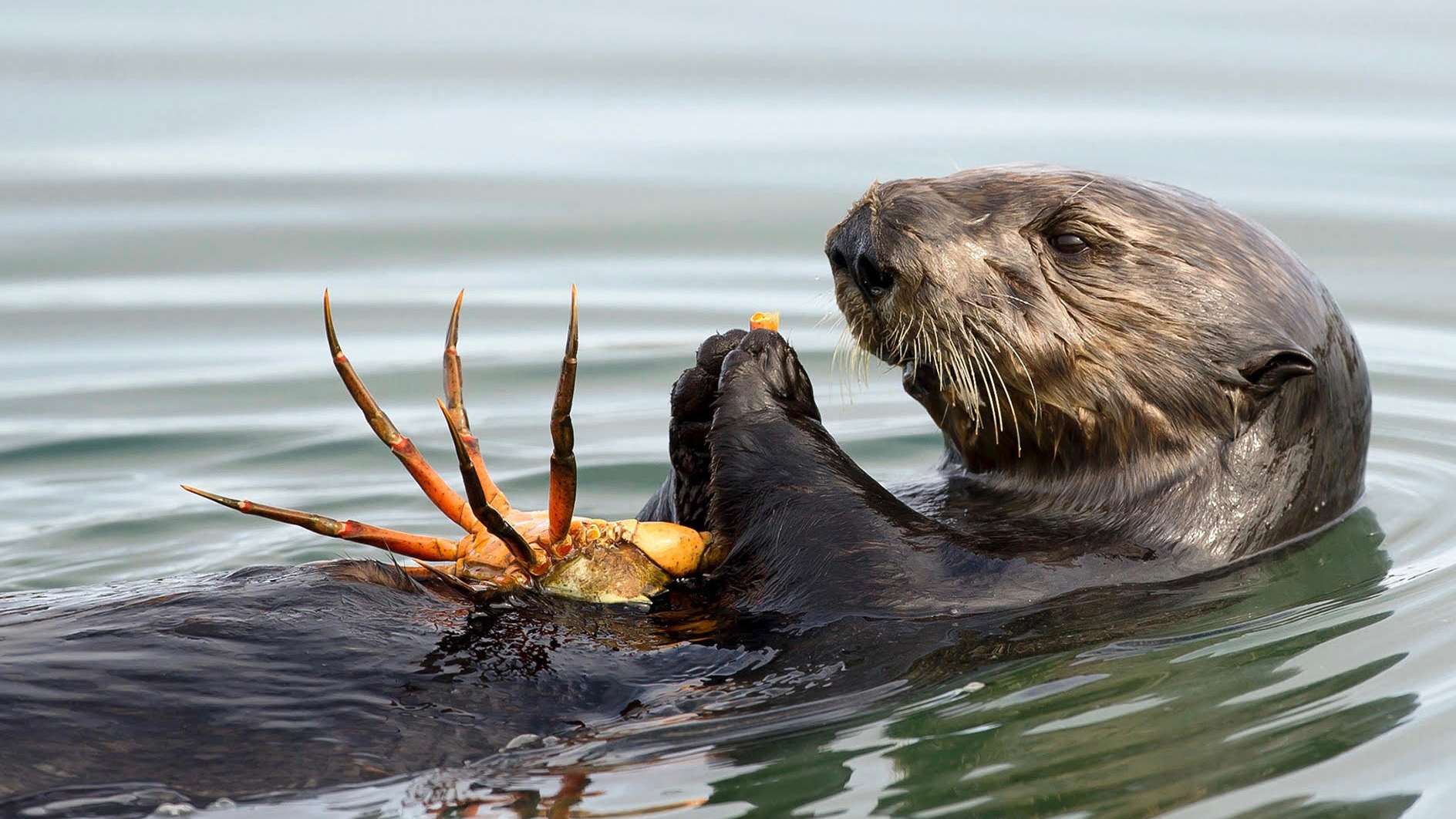 Rise in algal blooms puts southern sea otters at increased risk of fatal heart disease