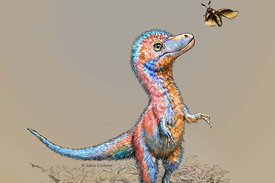 rapid-news-rapidnews-Babies-from-famed-carnivorous-dinosaur-group-were-born-ready-to-hunt