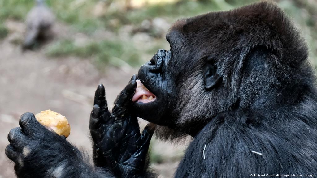 US reports coronavirus cases in two gorillas in San Diego Zoo