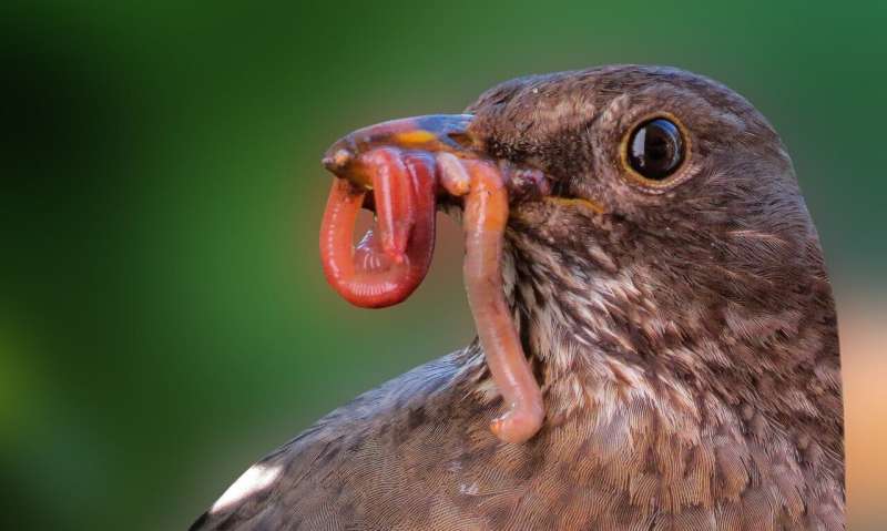 worm-rapid-news-dailyrapidnews-The-vaunted-Mediterranean-diet-and-French-gastronomy-are-getting-some-competition-the-European-Union-food-safety-agency-says-worms-are-safe-to-eat