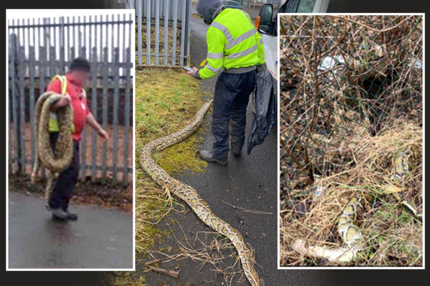 Giant 14ft dead python slithers outside Scottish pub
