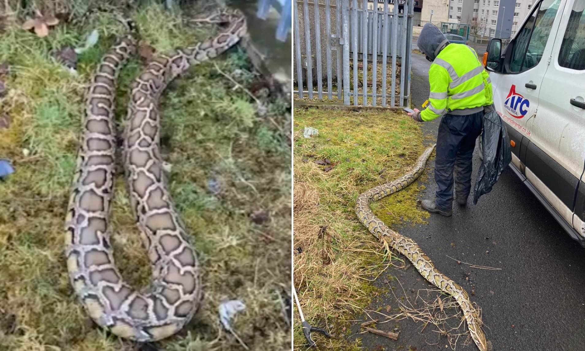 14ft-python-found-curled-up-outside-Scottish-pub-rapidnews-rapid-news