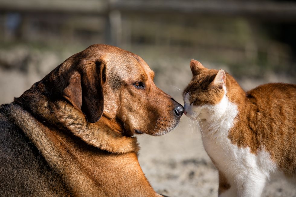 Ban On The Term ‘Pet’ Because Dogs And Cats Are ‘Equals’: Co-Founder PETA