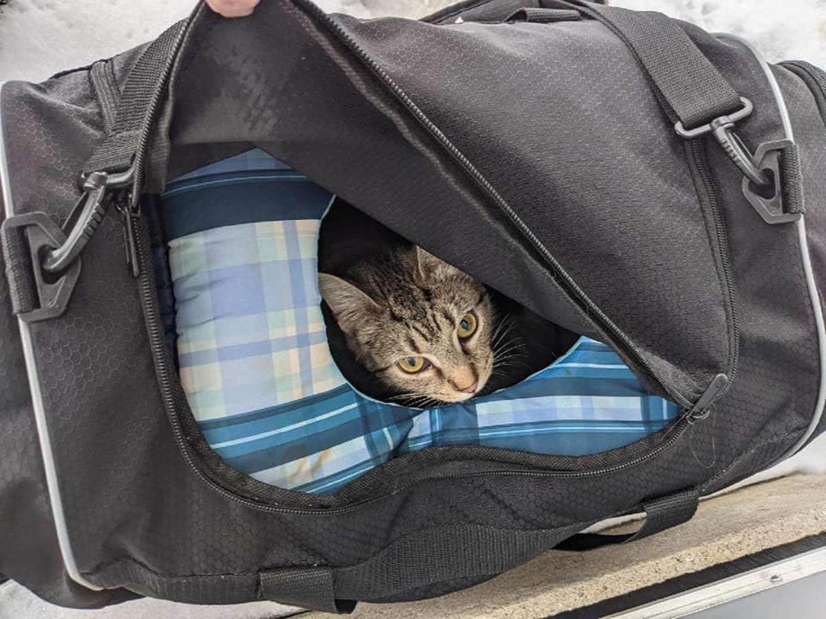 Bomb squad called to defuse bag of kittens left outside church