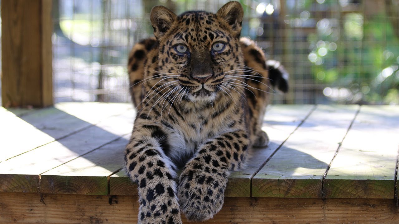 Critically-endangered-leopard-killed-by-residents-of-Thar-rapidnews-rapid-news-dailyrapid-dailyrapidnews