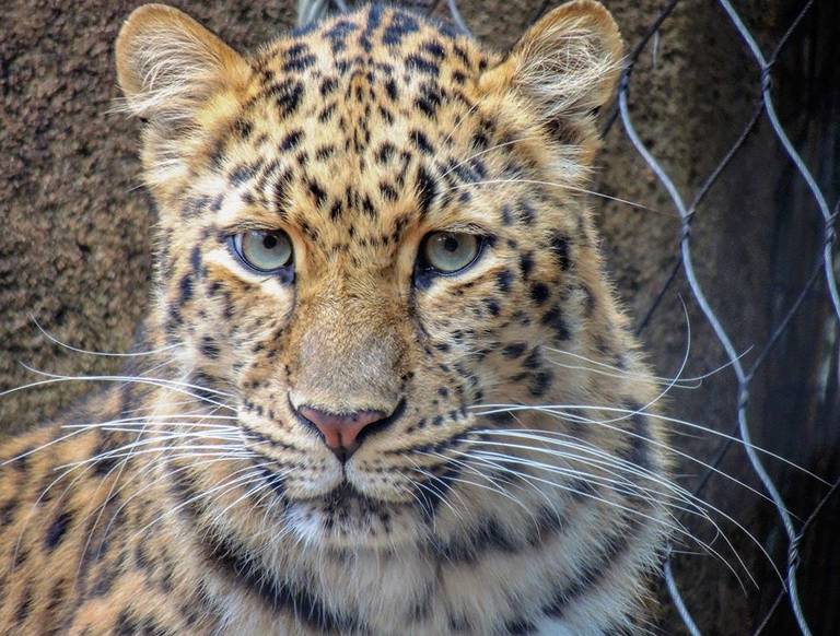 Critically endangered male leopard killed by residents of Thar