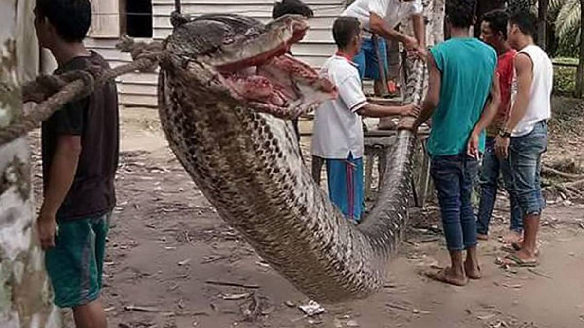 Four-legged hero dies trying to protect children from dangerous snake