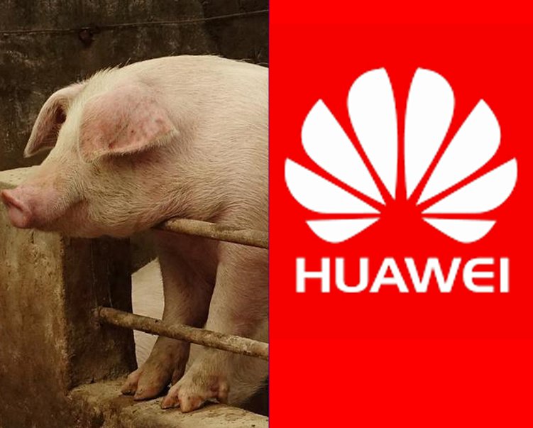 Huawei turns to pig farming as smartphone sales drop