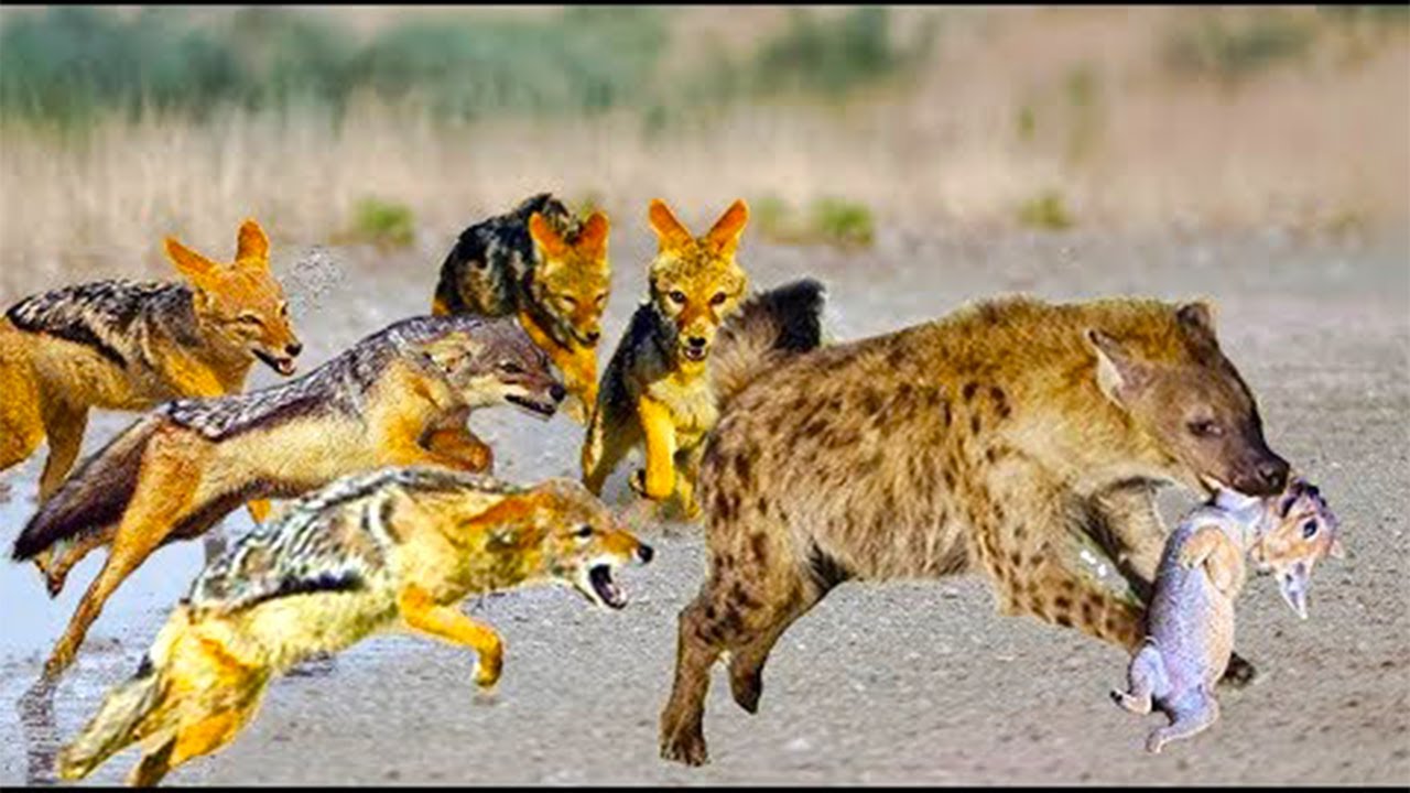 Jackals kill hyena at Bahawalpur Zoo