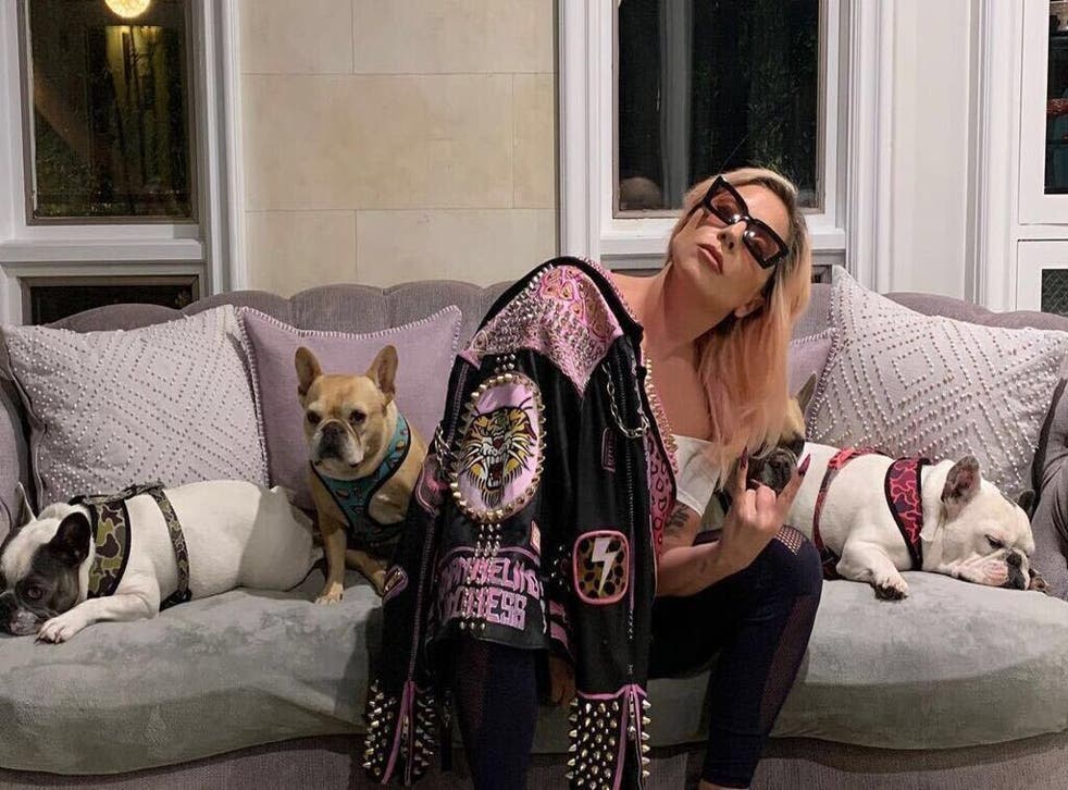 Lady Gaga’s dogs recovered safely after abduction, shooting