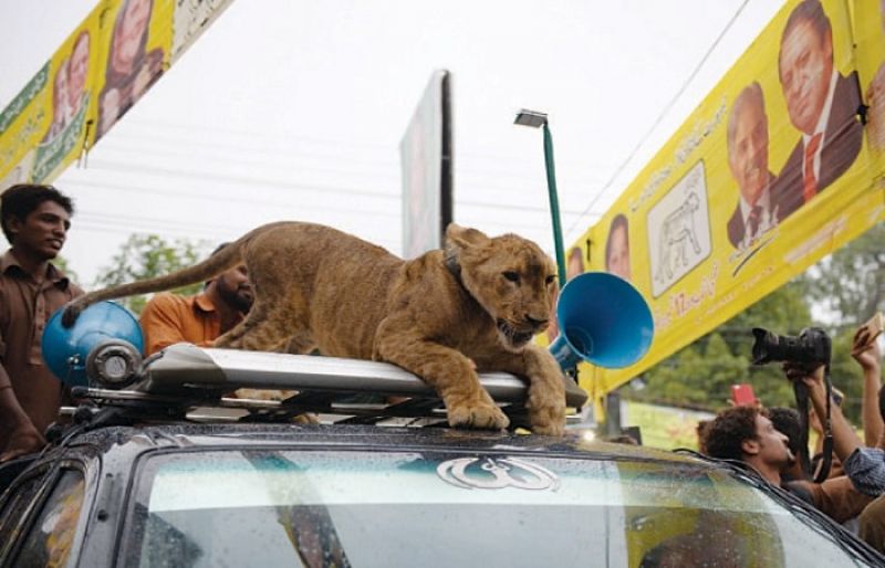 Lion-In-Jalsa-Gah-Gujranwala-PML-N-supporter-brings-cub-to-Wazirabad-rally-violates-wildlife-act-rapidnews-dailyrapid-dailyrapidnews-pakistan