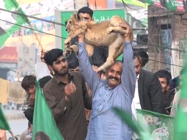 PML-N supporter brings cub to Wazirabad rally, violates wildlife act