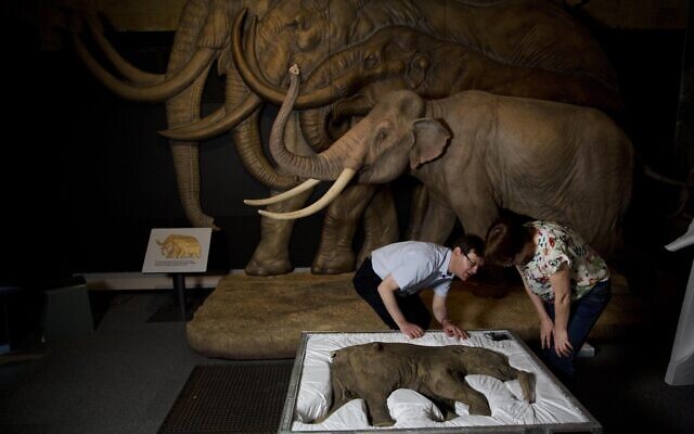 Million-year-old mammoth teeth yield world’s oldest DNA