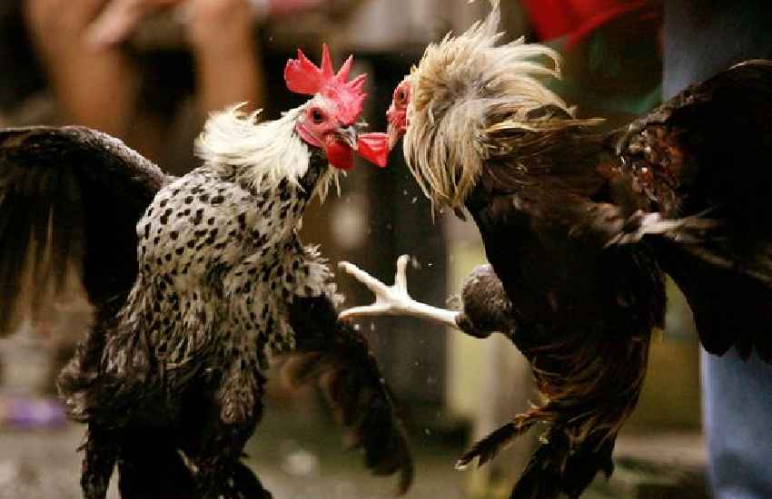 Rooster fitted with knife slashes man’s groin and kills him at illegal cockfight