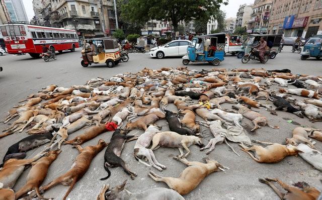 Scores-of-dogs-poisoned-to-death-in-Rawalpindi-rapidnews-rapid-news-dailyrapid