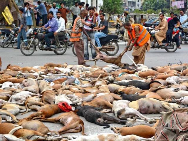 Hundreds of stray dogs poisoned to death in Rawalpindi