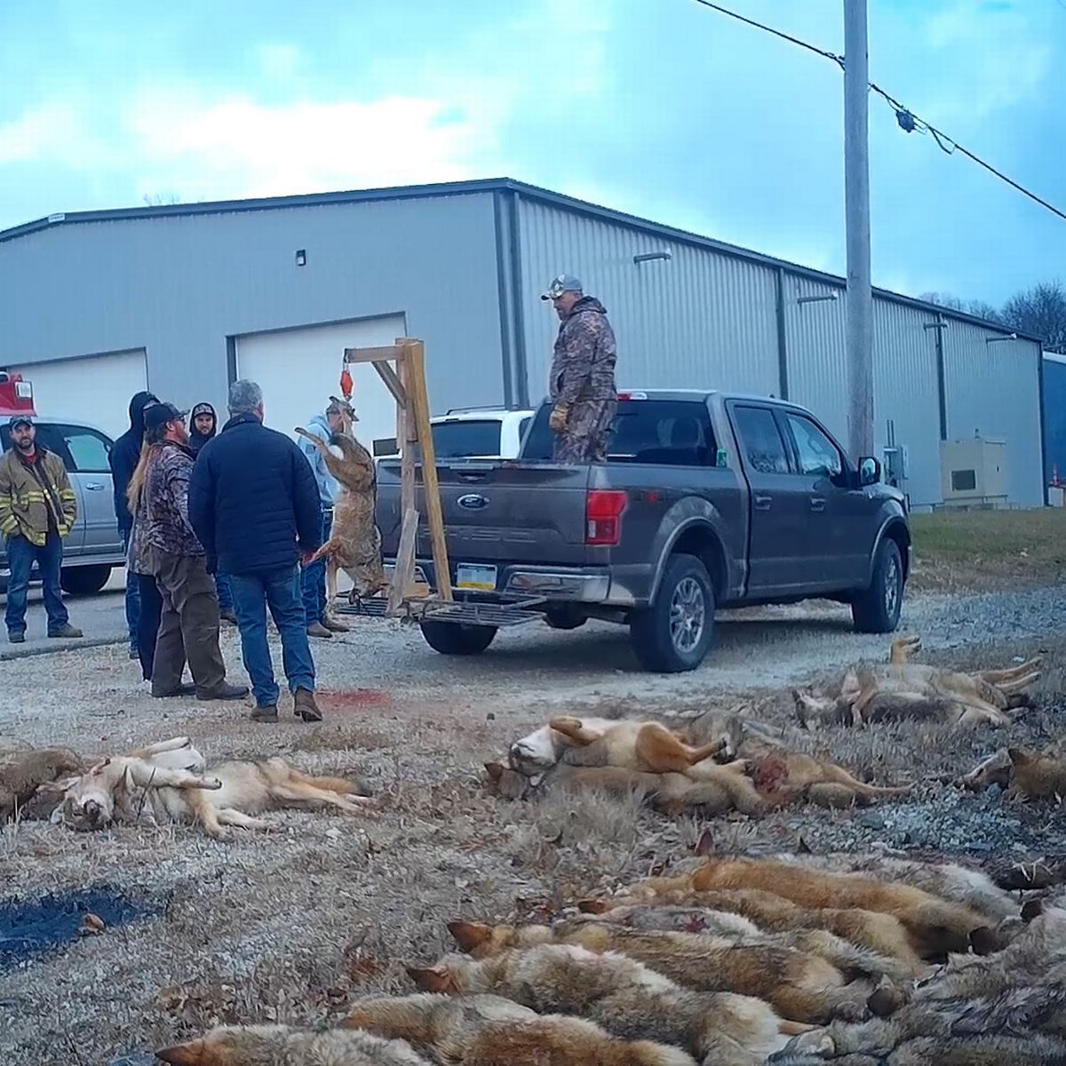 Sick-photos-of-slaughtered-foxes-emerge-from-barbaric-Texas-hunt-with-cash-prizes-dailyrapid-rapidnews-dailyrapidnews