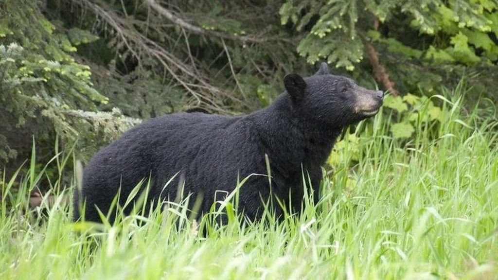 ‘Something bit my butt’: Alaska woman using outhouse attacked by bear