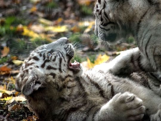 White tiger cubs likely died of Covid, zoo says