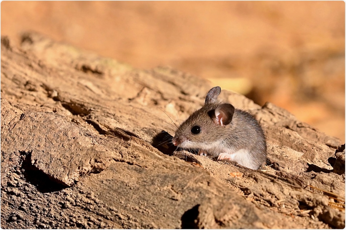 Study-shows-several-peridomestic-mammal-species-are-potential-spreaders-of-SARS-CoV-2-rapidnews-rapid-news-dailyrapidnews