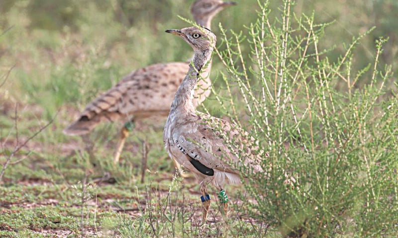 The-Punjab-Wildlife-Department-has-decided-to-microchip-rare-species-rapid-news-rapidnews-dailyrapidnews