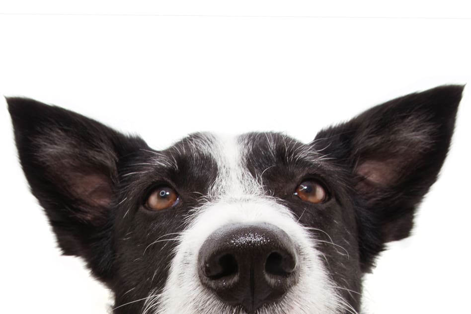 A Disease-Sniffing Device That Rivals a Dog’s Nose