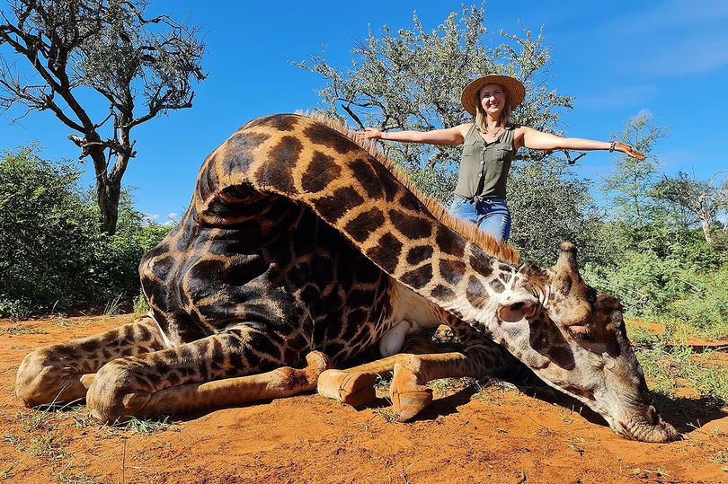 Trophy-hunter-poses-with-the-heart-of-giraffe-she-just-shot-rapid-news-rapidnews-dailyrapid