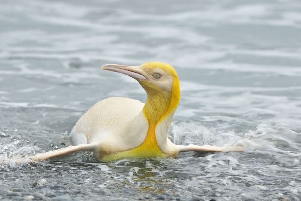 Unique-yellow-penguin-captured-on-camera-for-first-time-in-incredible-image-rapidnews-rapid-news-dailyrapid-dailyrapidnews