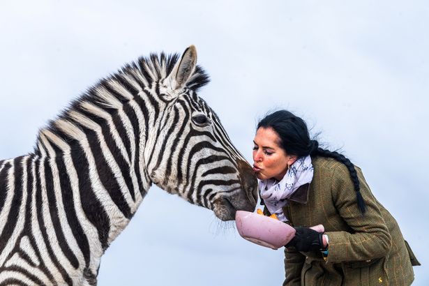 Animal lover keeps adorable pet zebra – and they’re best friends with donkey