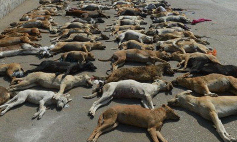 brutal-mass-culling-continues-in-karachi-to-curb-canine-population-dog-rapidnews-rapid-news-dailyrapidnews