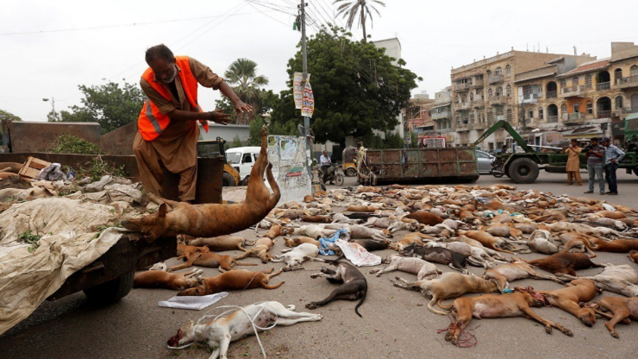 Brutal mass dog culling continues in Sindh to curb canine population