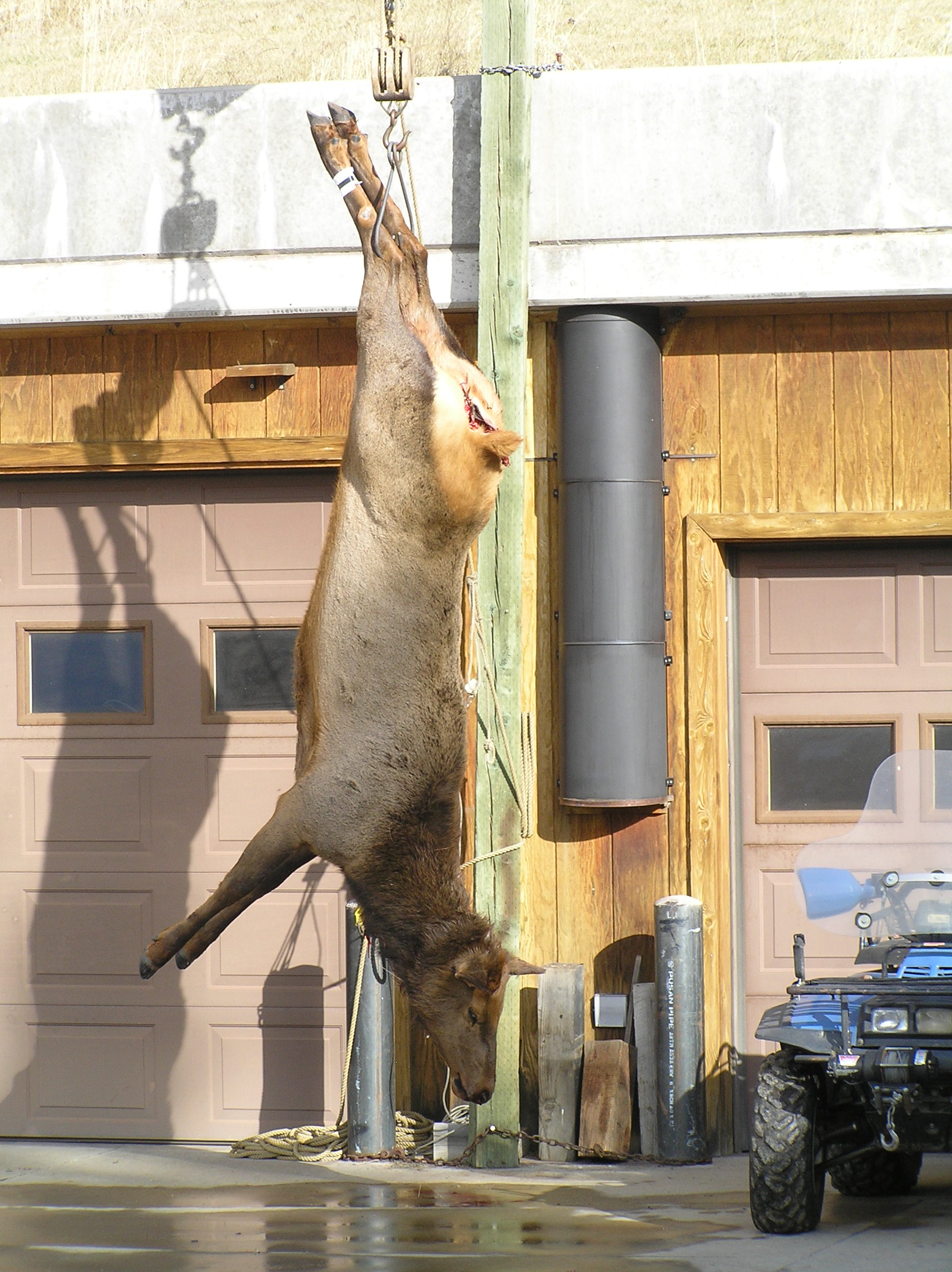 Sick-photos-of-slaughtered-foxes-emerge-from-barbaric-Texas-hunt-with-cash-prizes-dailyrapid-rapidnews