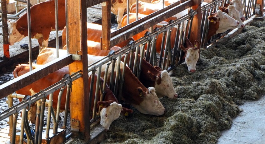 The Worldwide Animal Feed Industry is Expected to Grow to $460 Billion by 2026