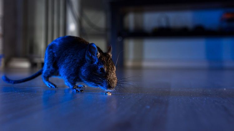 lonely-degu-looking-for-a-partner-ahead-valentines-day-uk-rapidnews-dailyrapid-dailyrapidnews