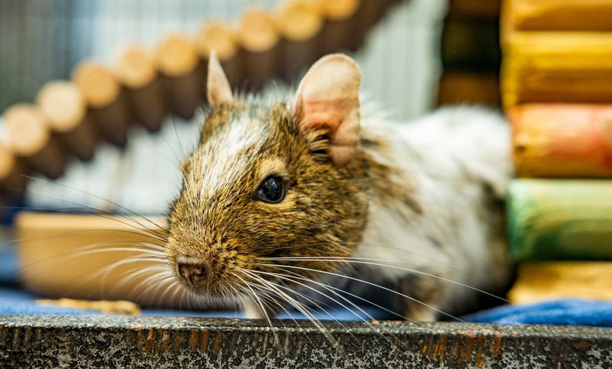 ‘Lonely’ degu looking for female partner after being rejected by male rodents