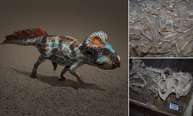 These dinosaurs may have used their frills to flirt