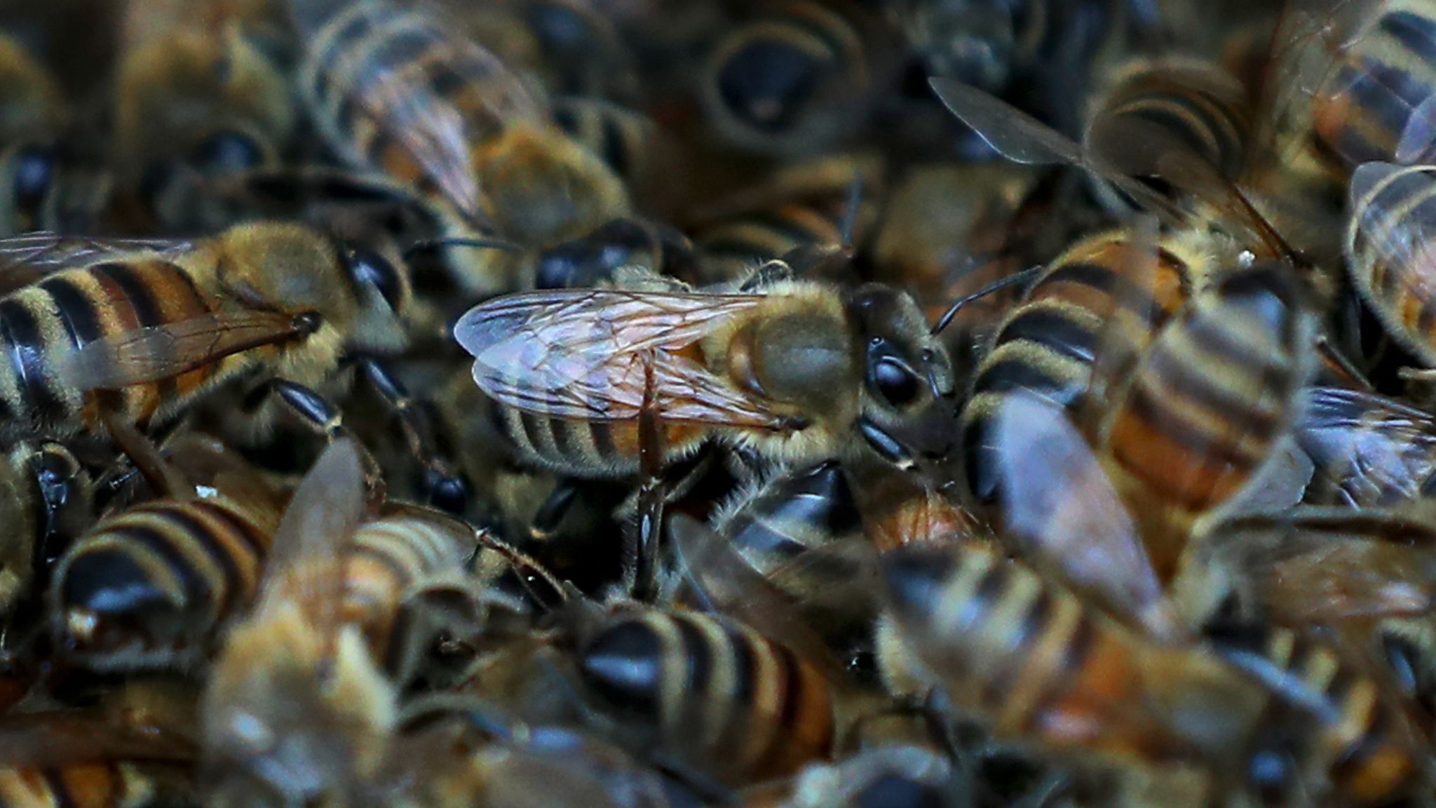 skynews-bees-kent-brexit_Brexit-15-million-baby-bees-could-be-seized-and-burned-over-monumentally-stupid-rules-rapid-news-rapidnews-dailyrapidnews