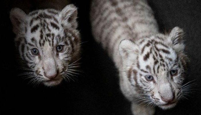 white-tiger-cubs-White-tiger-cubs-at-Lahore-zoo-die-from-diarrhea-rapid-news-rapidnews-dailyrapidnews