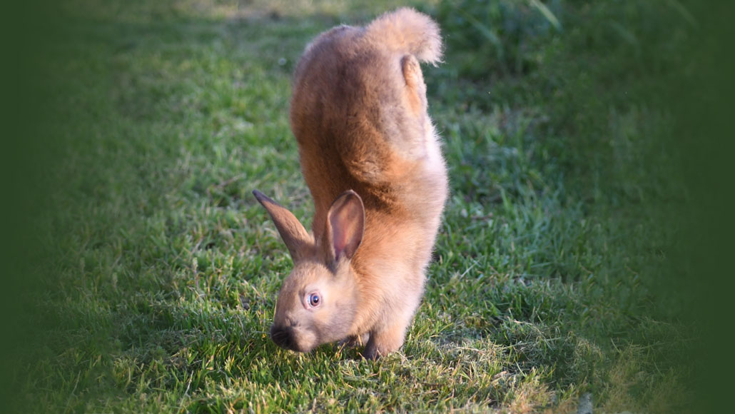 We Finally Know The Genetic Reason Why This Bunny Walks on Its Front Paws