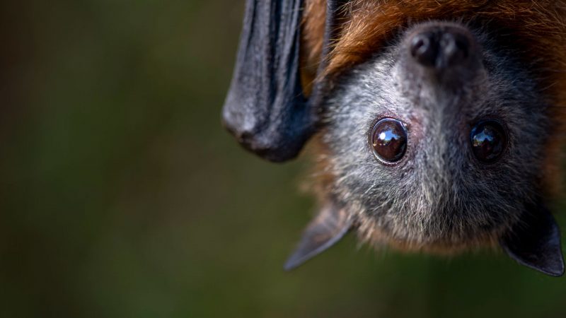 Accurate aging of wild animals thanks to first epigenetic clock for bats