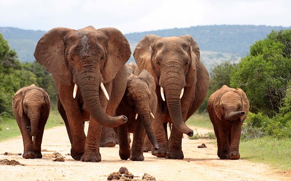 African-elephants-face-extinction-amid-poaching-habitat-loss-rapidnews-dailyrapid