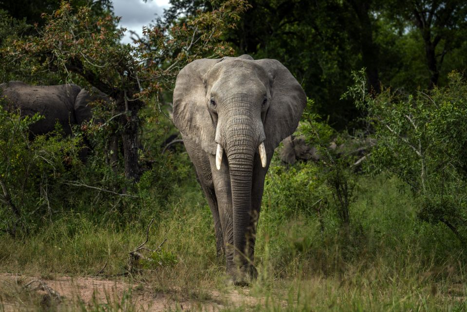 African elephants face extinction amid poaching, habitat loss