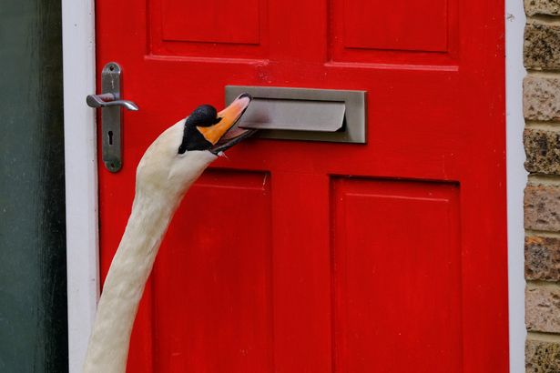 Cheeky swan torments neighbourhood by hammering on doors