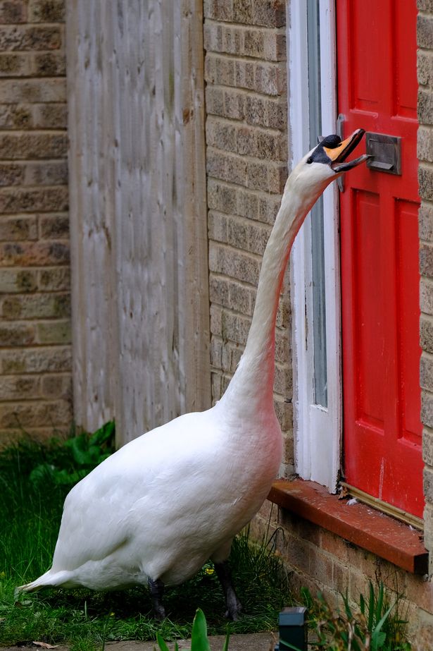 Asbo-swan-causes-havoc-by-knocking-on-doors-and-harassing-humans-for-hours-on-end-rapidnews-dailyrapidnews