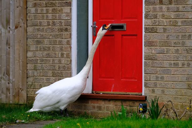 Asbo-swan-causes-havoc-by-knocking-on-doors-and-harassing-humans-for-hours-on-end-rapidnews